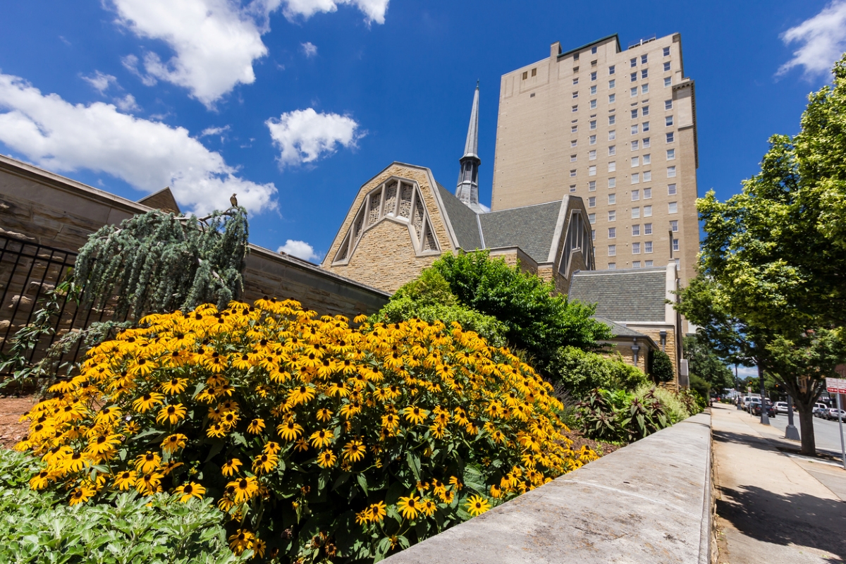 Yellow flowers and plants in front of large beige buildings.
