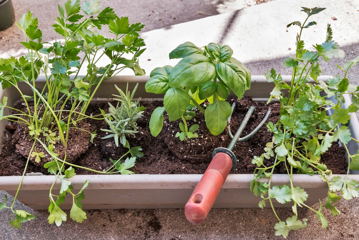 Various herbs in window planter box with garden tool.