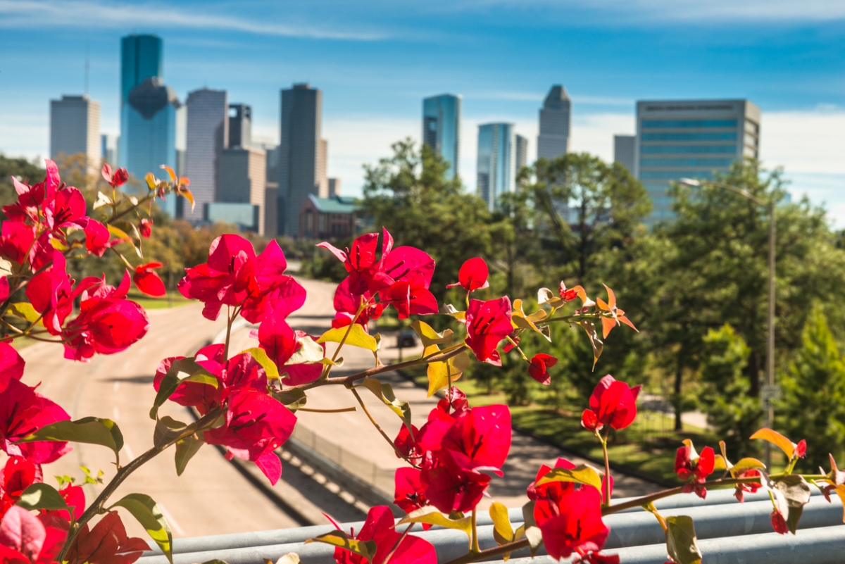 Close up of tree with red flowers with Houston Texas skyline in background.