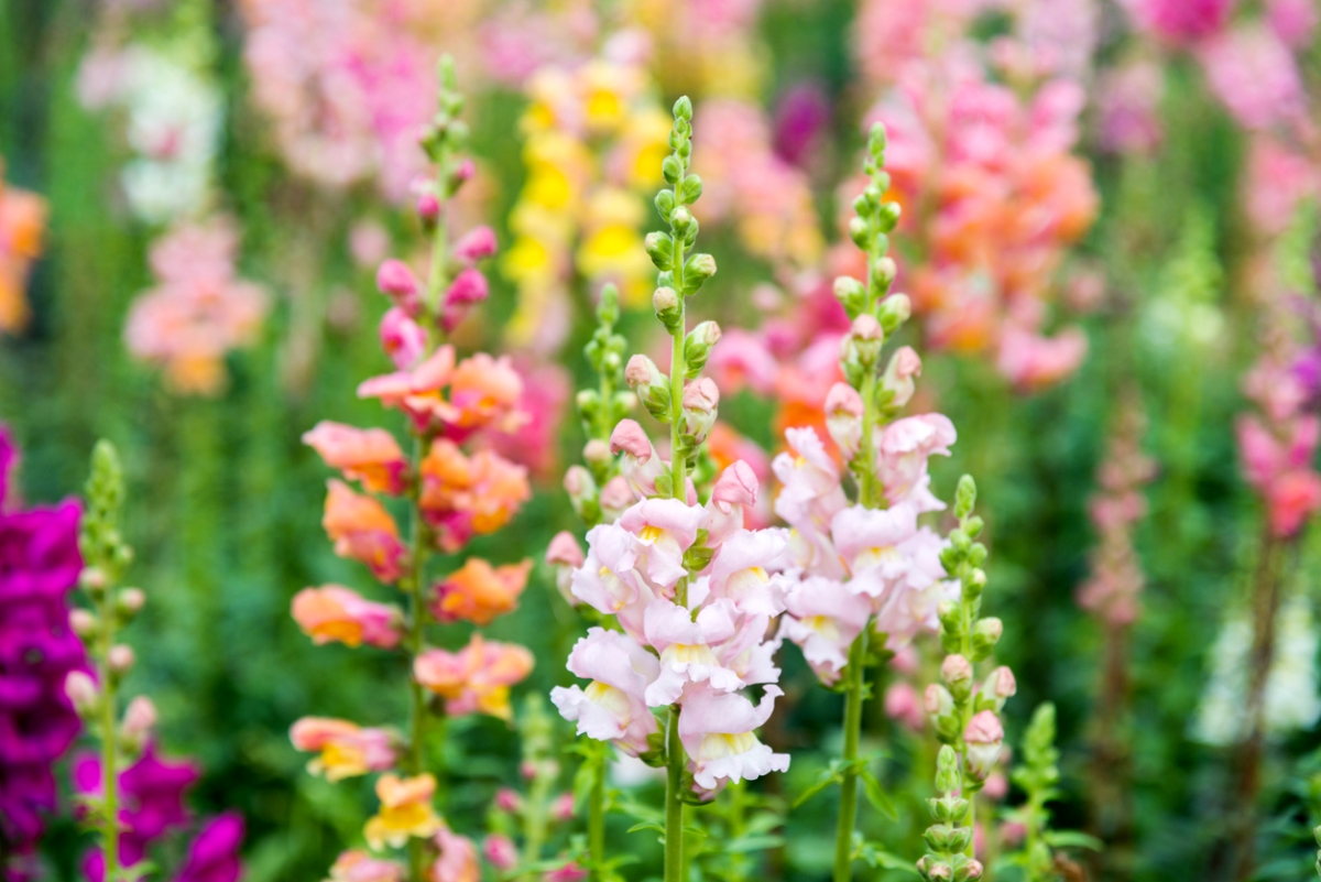 Colorful snapdragon flowers in garden.