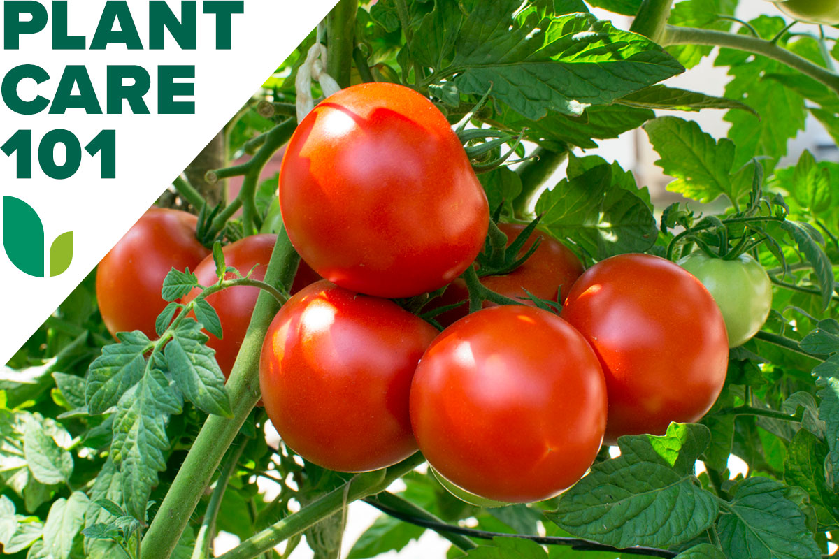 A vine of ripe tomatoes in a home garden with a graphic overlay that says Plant Care 101.