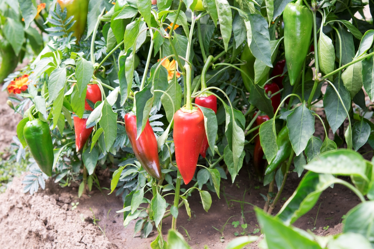 Spicy red and green pepper plants.