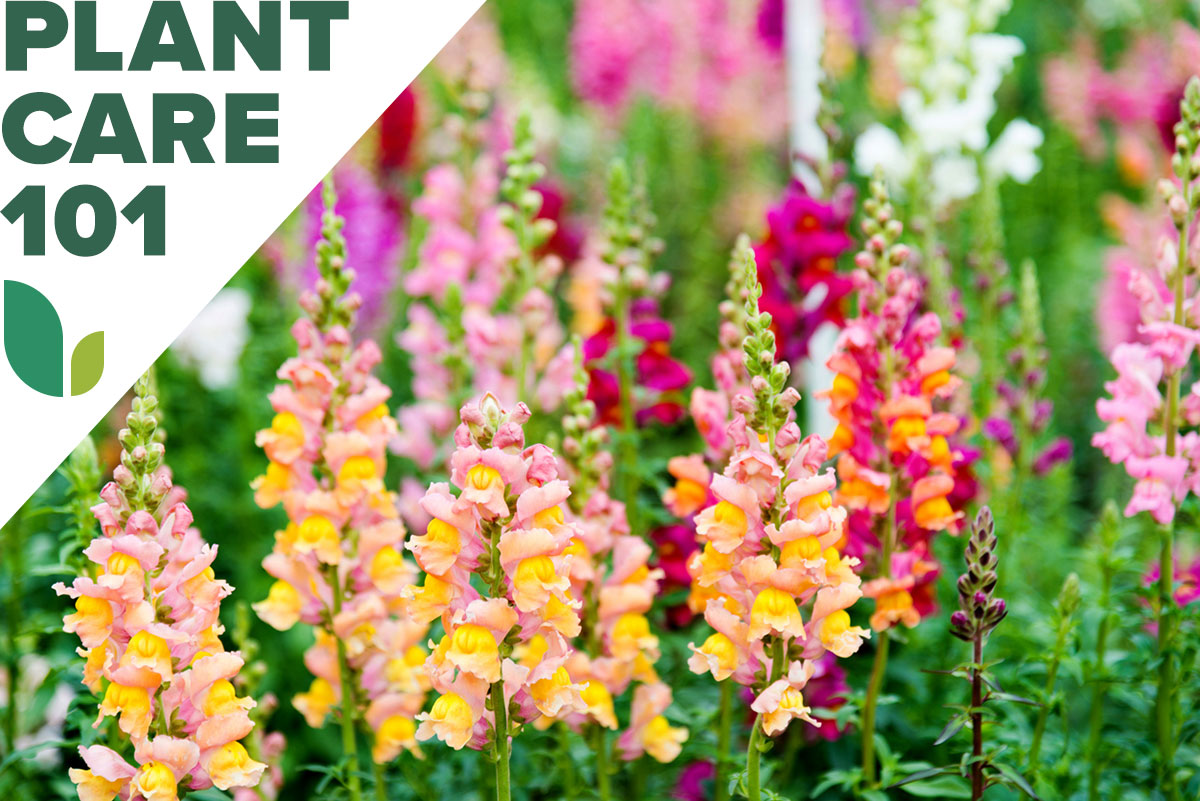 Colorful snapdragon flowers growing in a residential yard with a graphic overlay that says Plant Care 101.