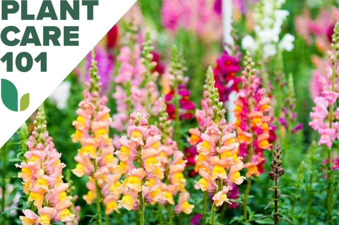 How to Grow Snapdragons for an Easy Curb Appeal Boost