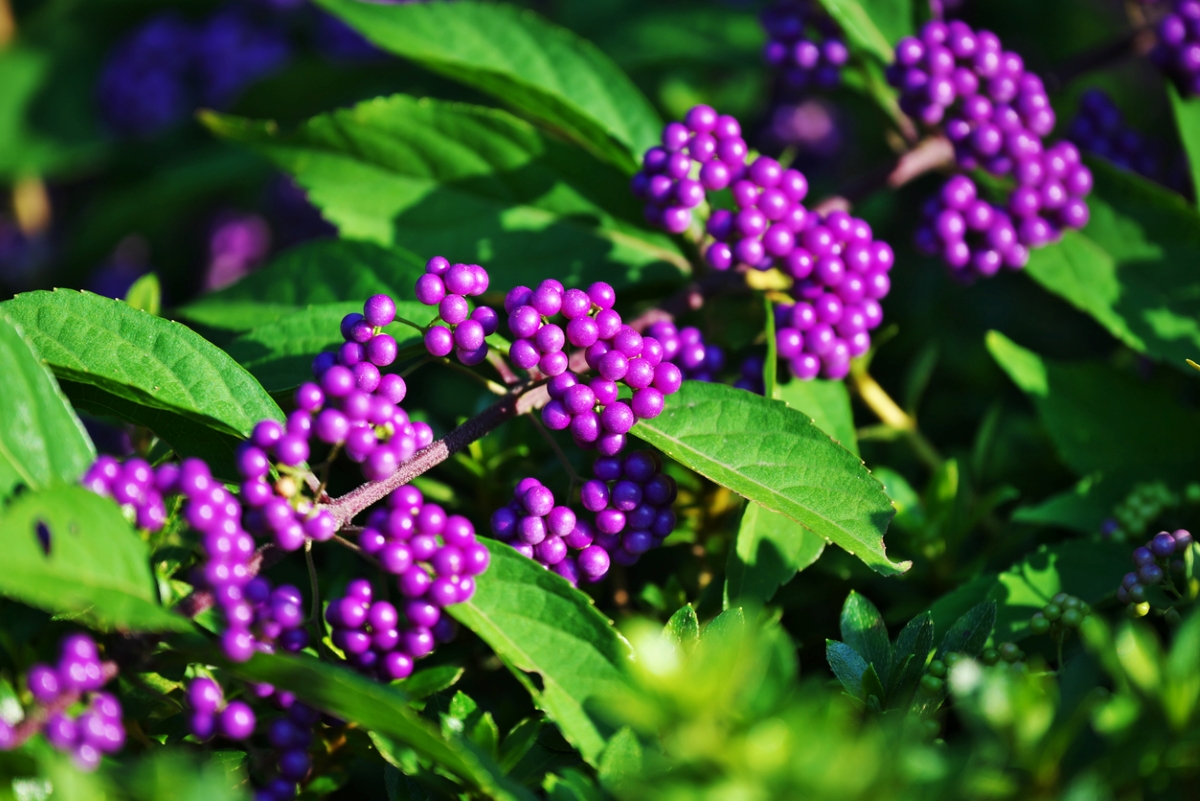 Beautyberry plant with green leaves and purple berries.
