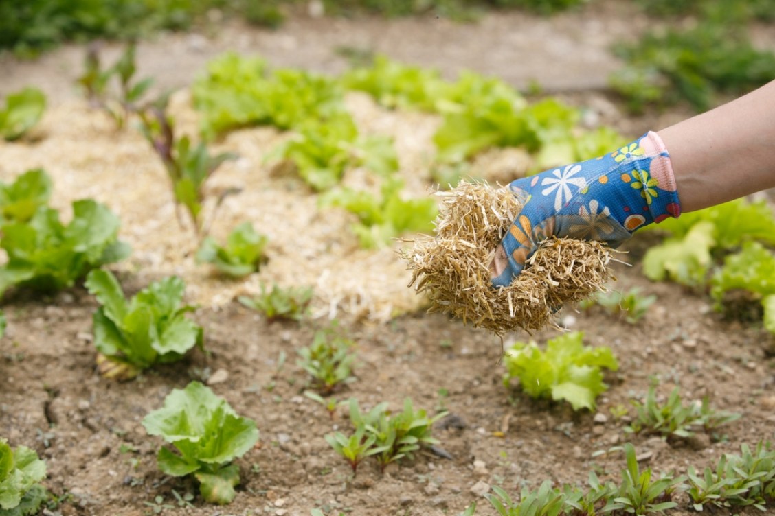 How to Use Straw Mulch for Vegetable Gardening Bob Vila