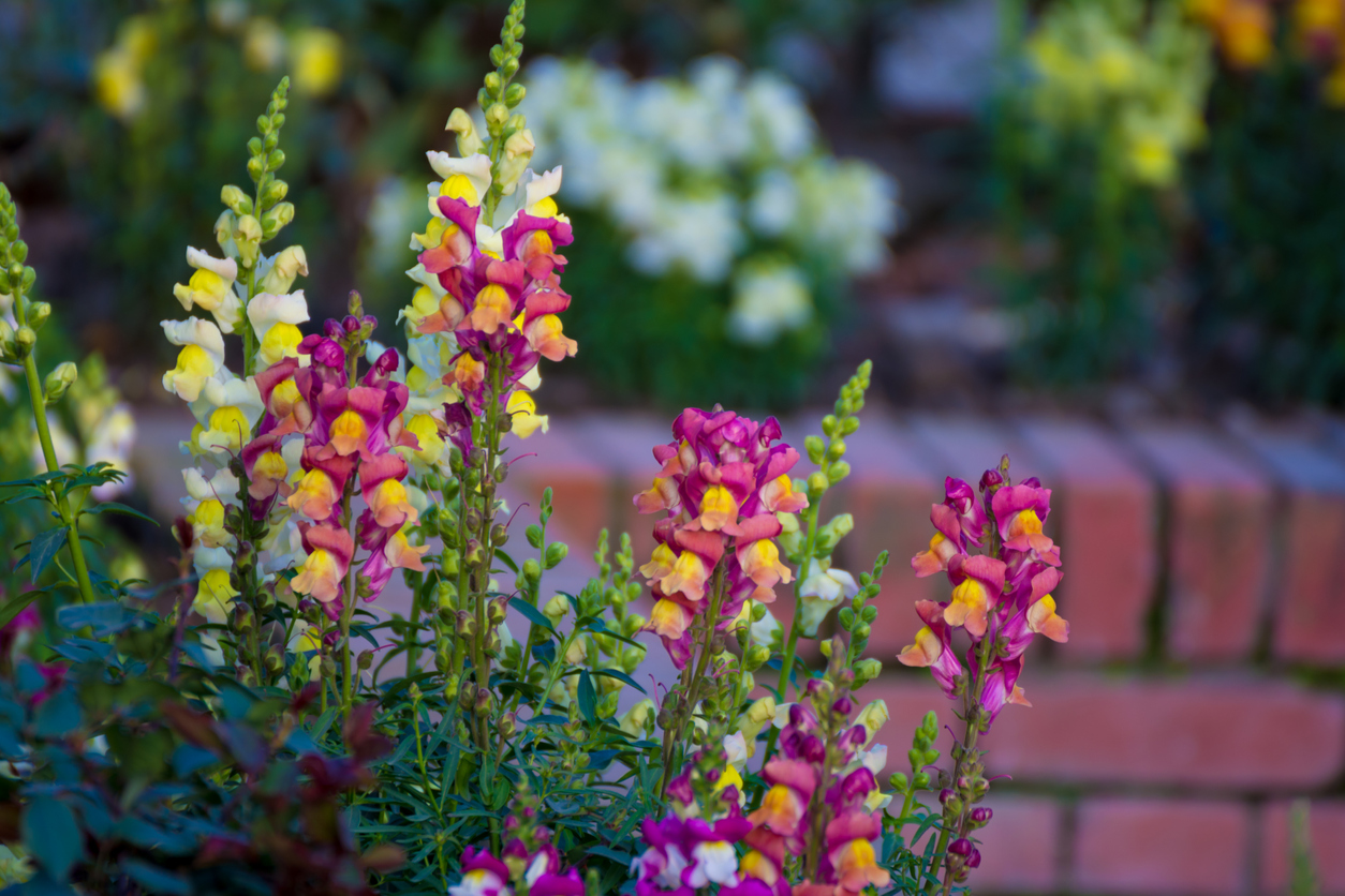 Purple and yellow snapdragon flower blooming.