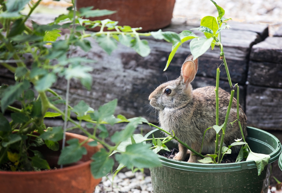 Rabbit in potted plant.