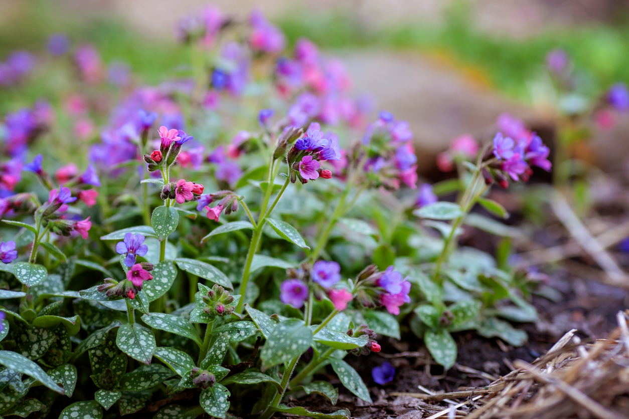 Purple and pink Lungwort flowers growing on the ground.