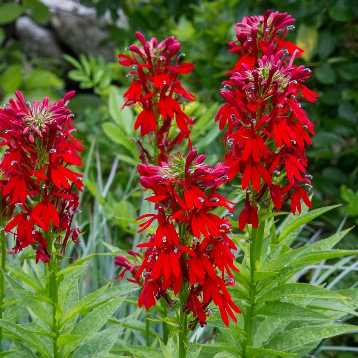 Tall plant with bright red flowers.