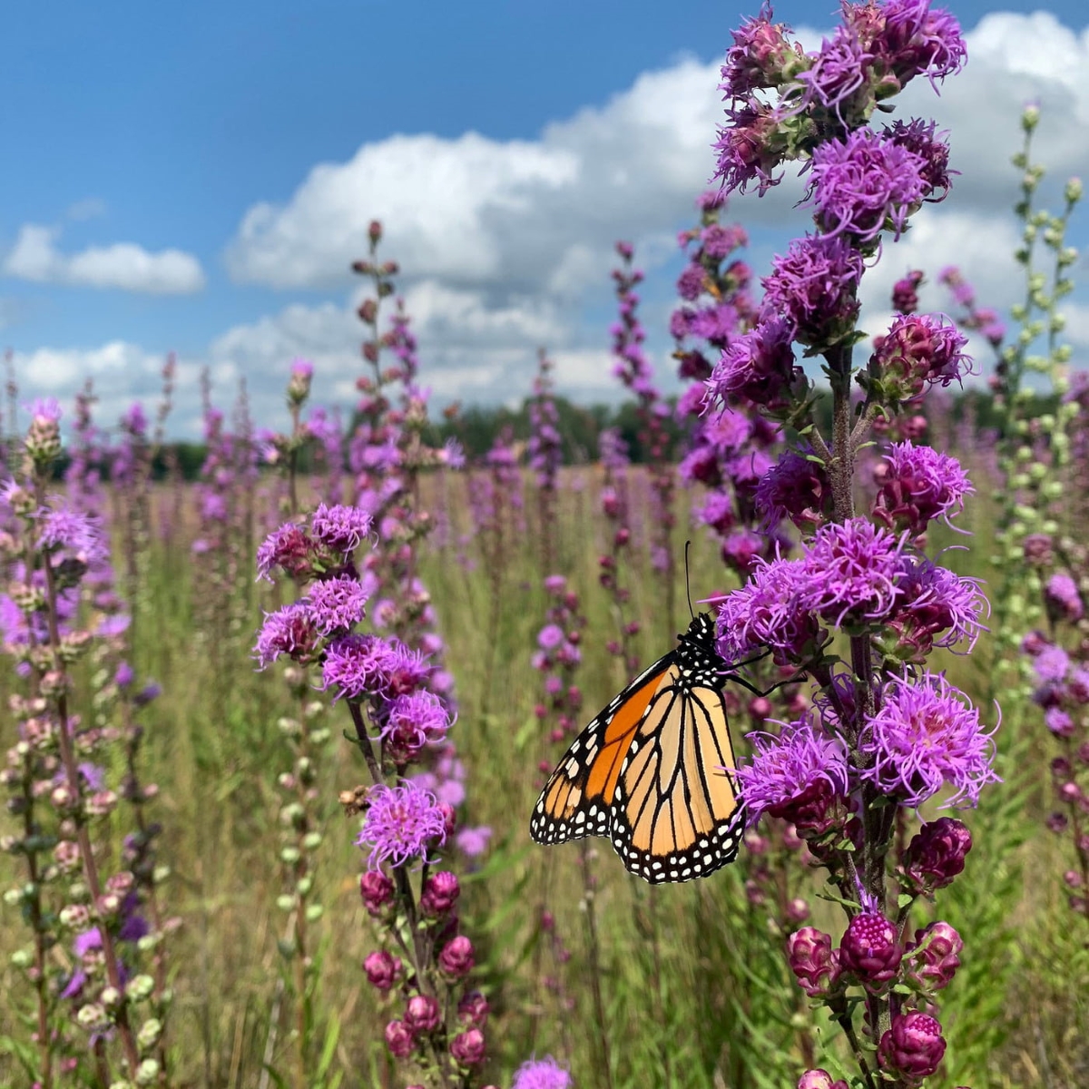 Butterfly on purple flowers in field.