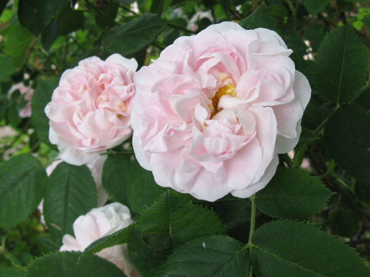 Large light pink Alba rose blooms.