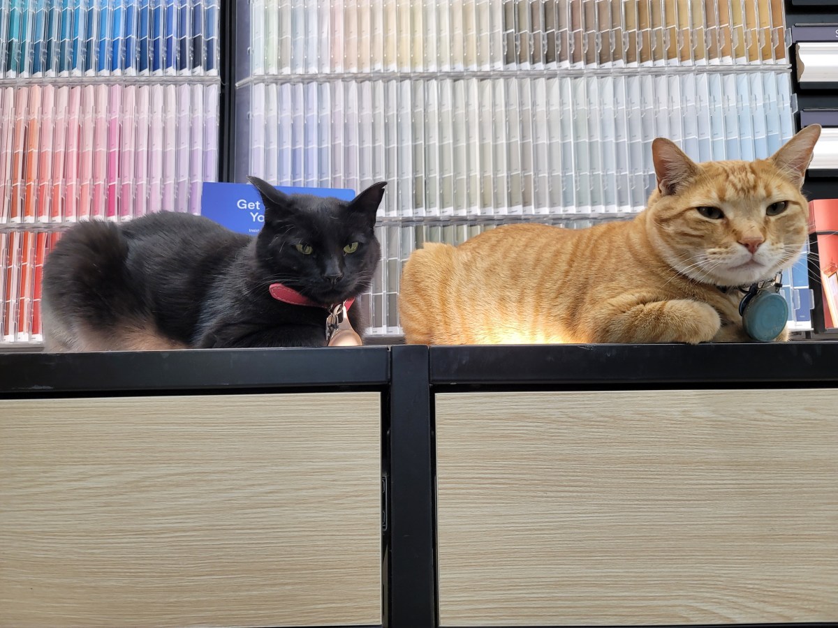 A black cat named Sheba and an orange tabby named Morris rest on a ledge in front of paint samples at a hardware store.