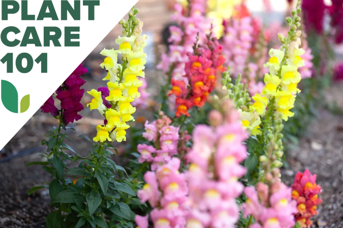 How to Grow Gladiolus in Your Home Landscape