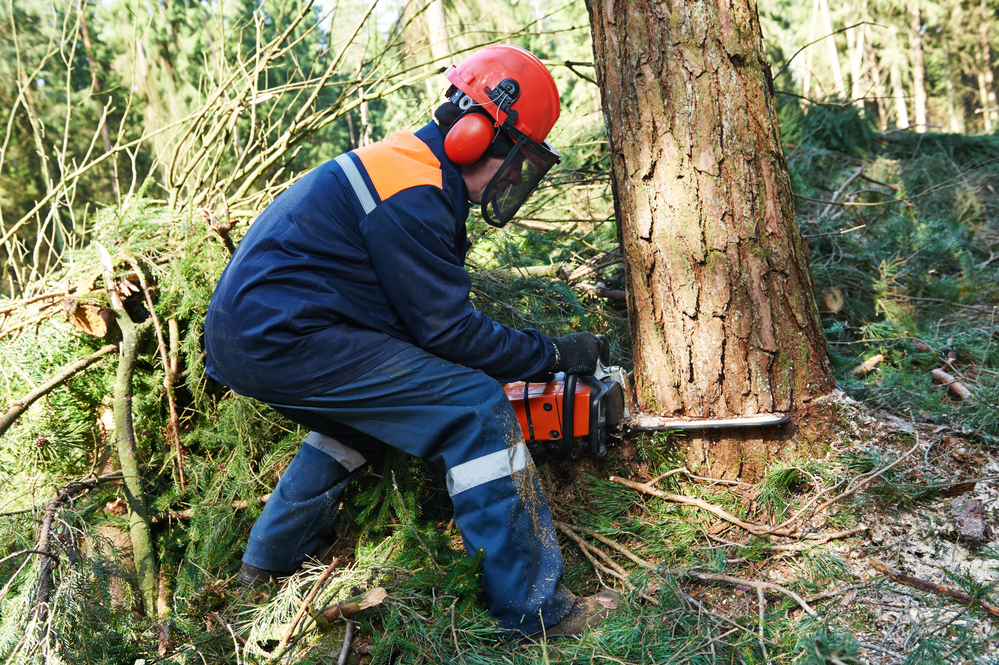 A person wearing chainsaw chaps and sawing a tree