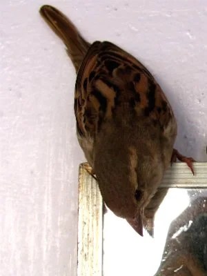 How To Get a Bird Out of Your House - Bird Indoors