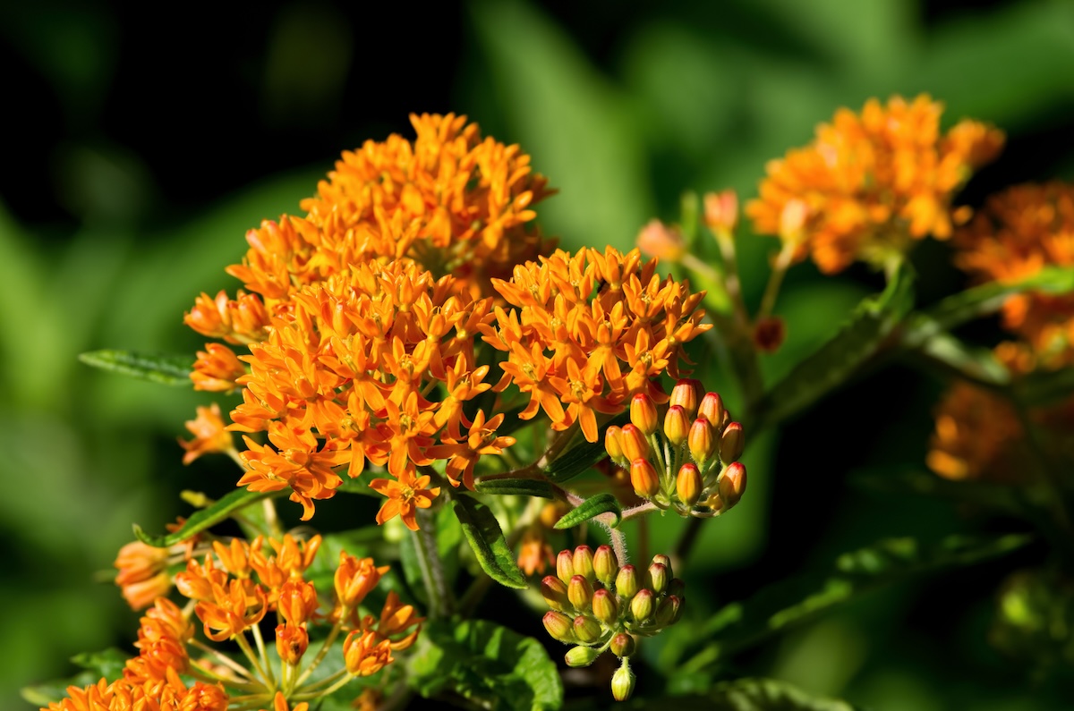 Butterfly Weed growing outdoors.