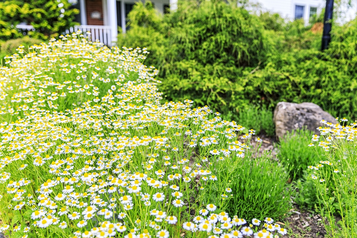 Chamomile lawn in front yard.