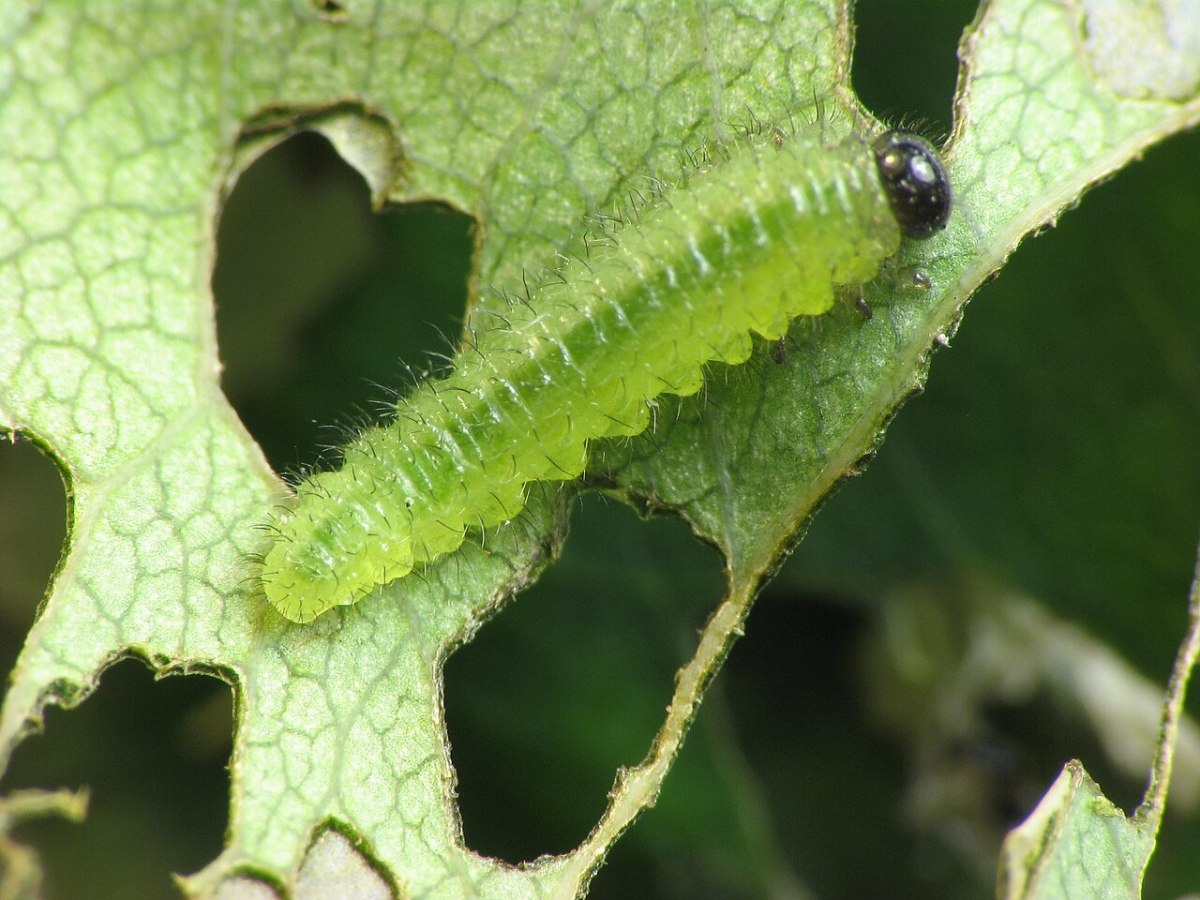 A rose slug larvae on a leaf with holes.