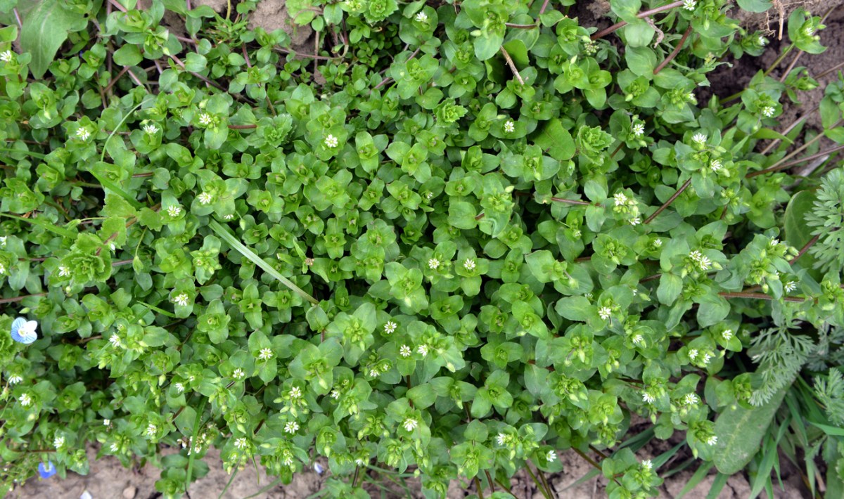 Common chickweed, or Stellaria media, growing in a dry patch of dirt.