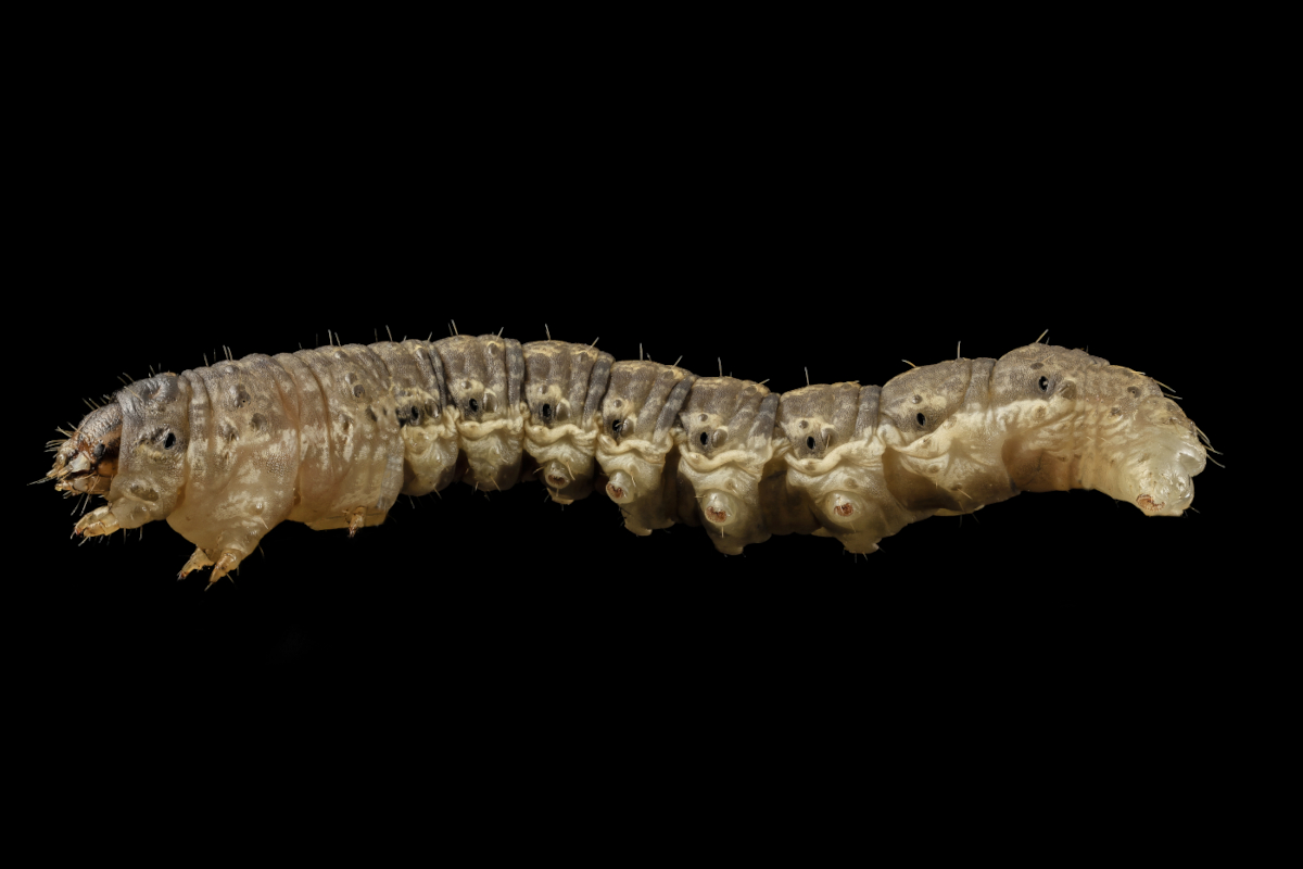 A larval cutworm on a black background.