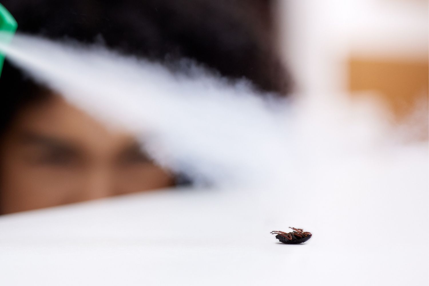 A close up of a dead flea in the fog of a flea bomb. 