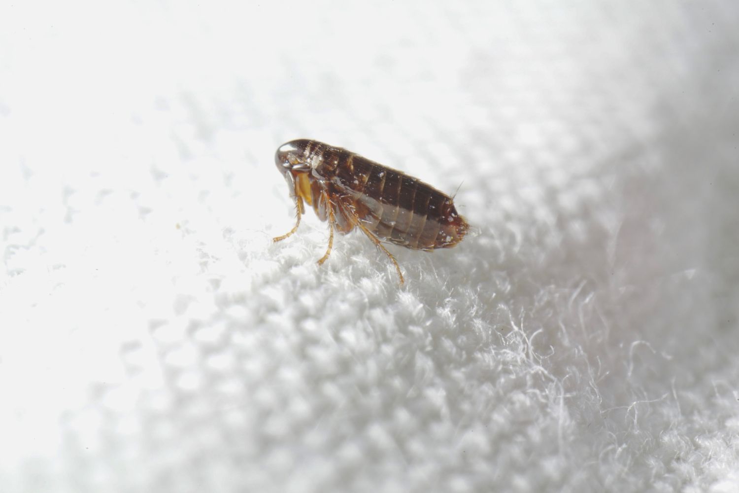 A close up of a flea. 