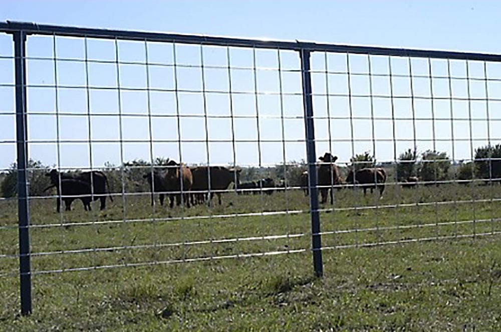 Everything You Need to Start a Raised-Bed Garden Galvanized Cattle Fence Panel