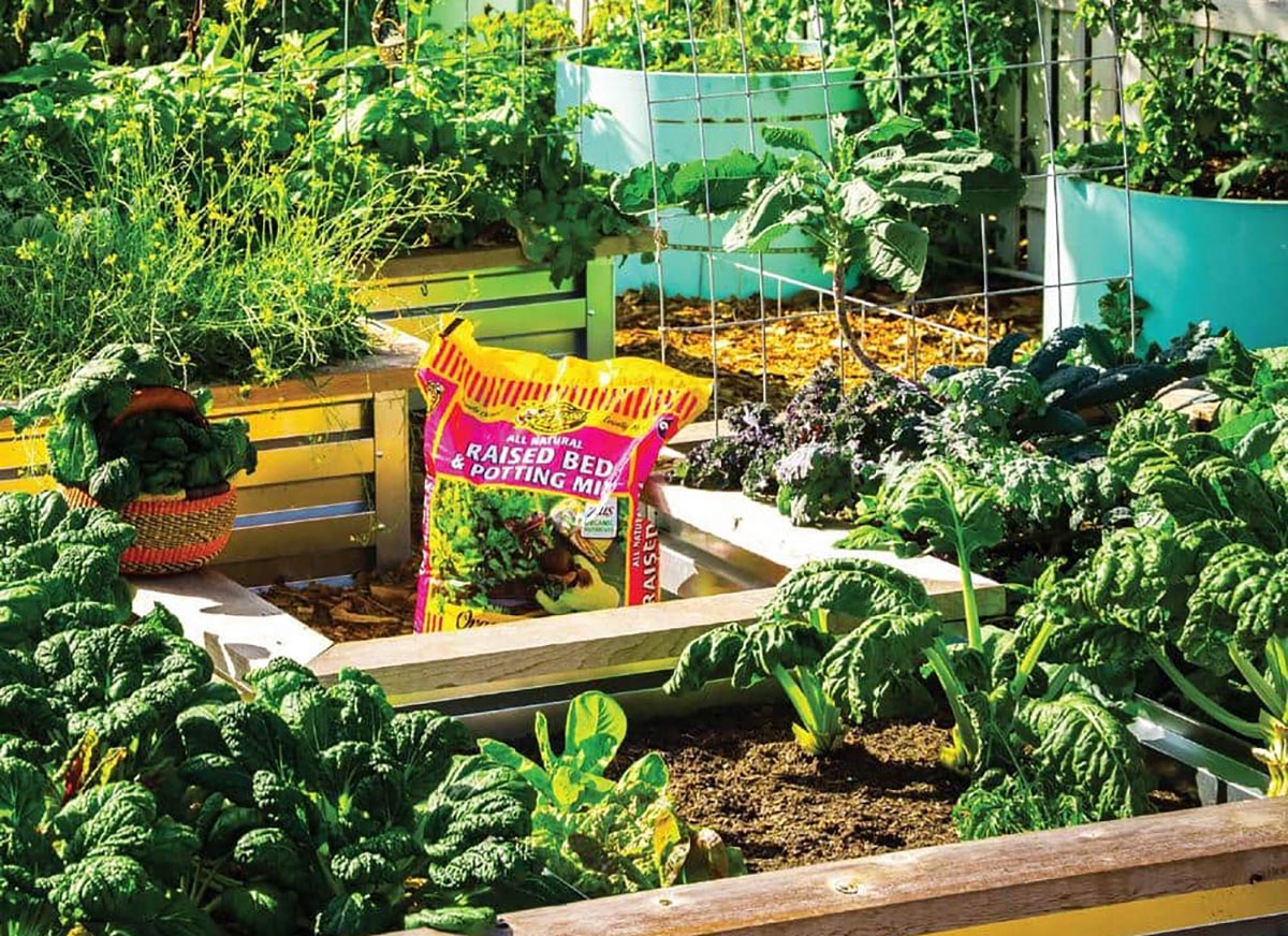 Everything You Need to Start a Raised-Bed Garden Raised Bed Growing Medium