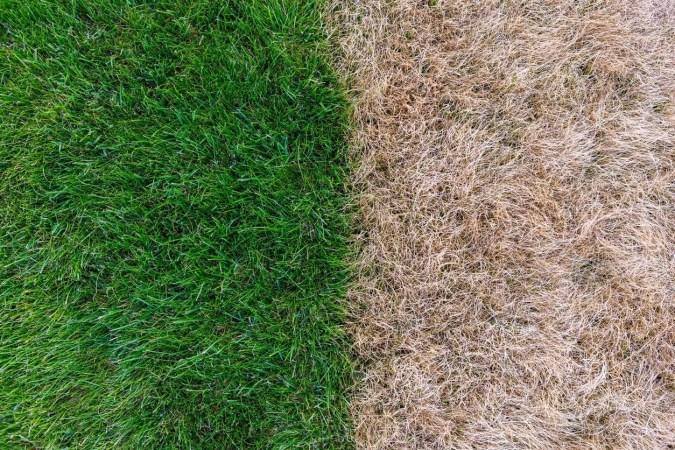 Solved! What to Do About Lawn Fungus