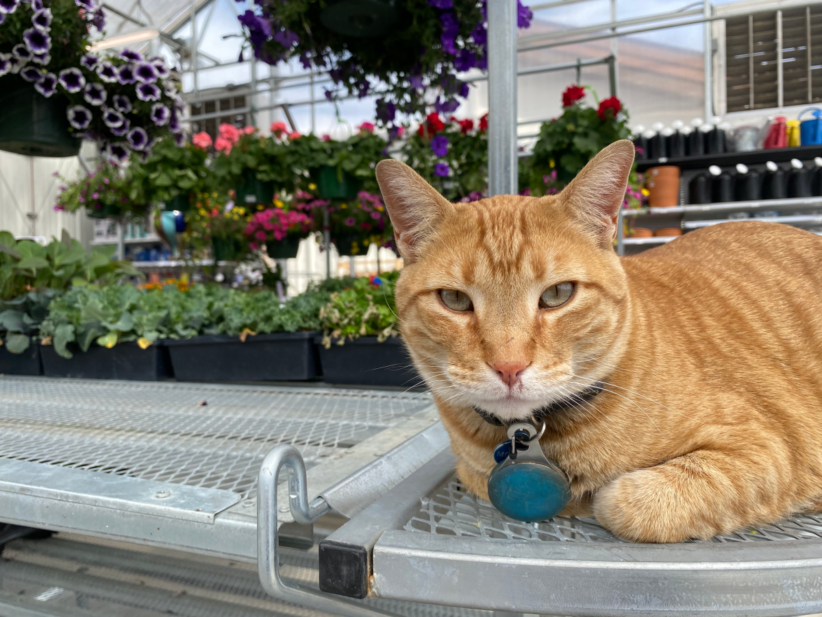 An orange tabby cat named Morris sits on a rack in a home improvement garden center.