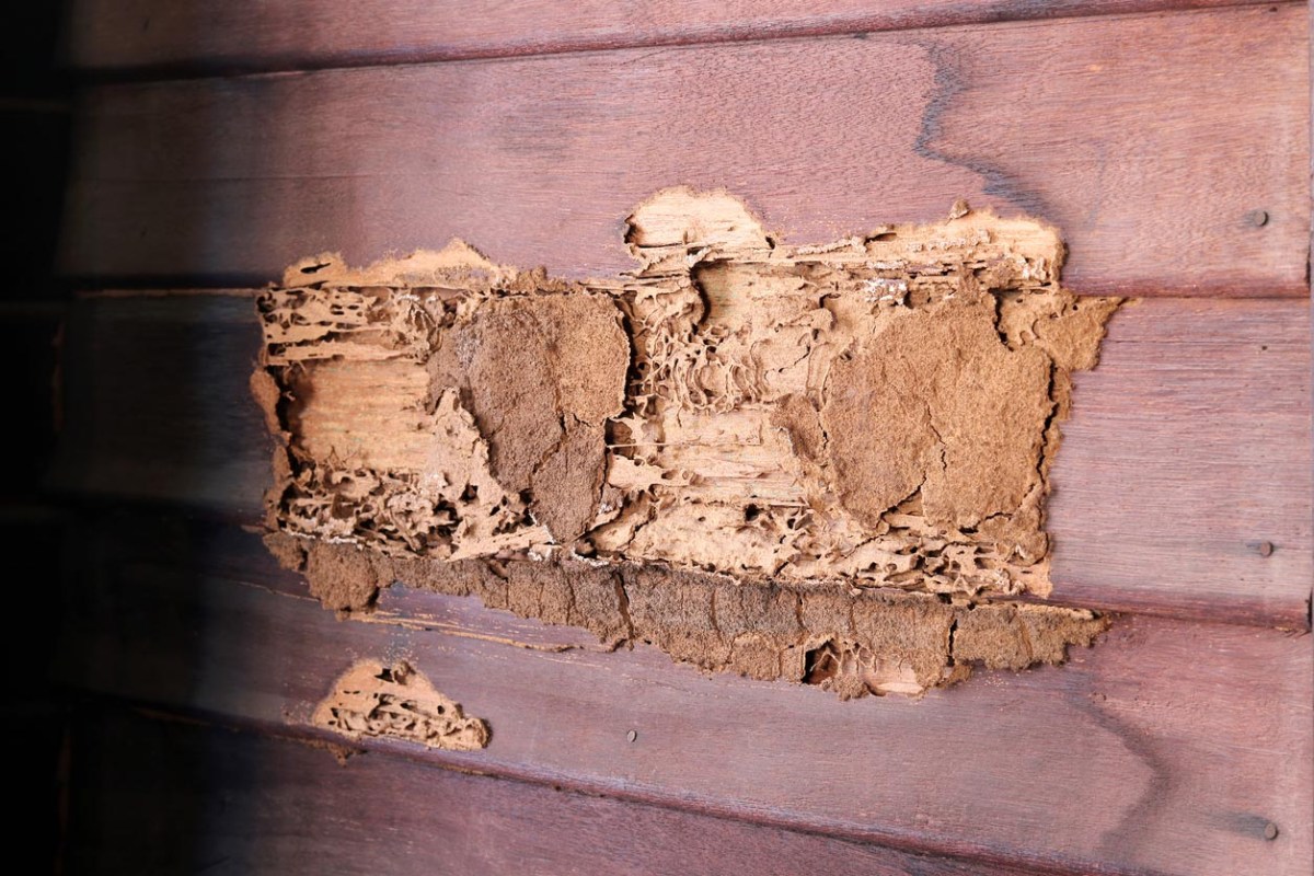 A close up of termite damage in wood.