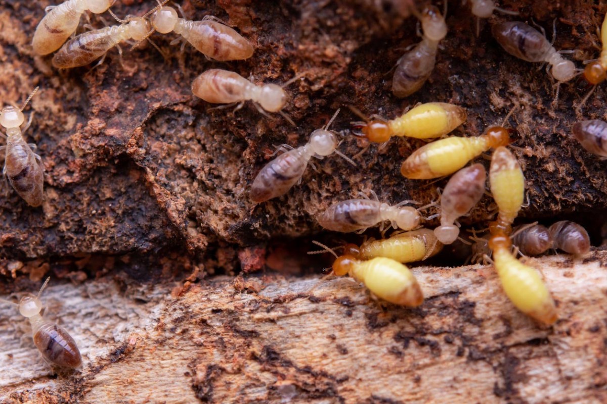 A close up of termites eating wood.