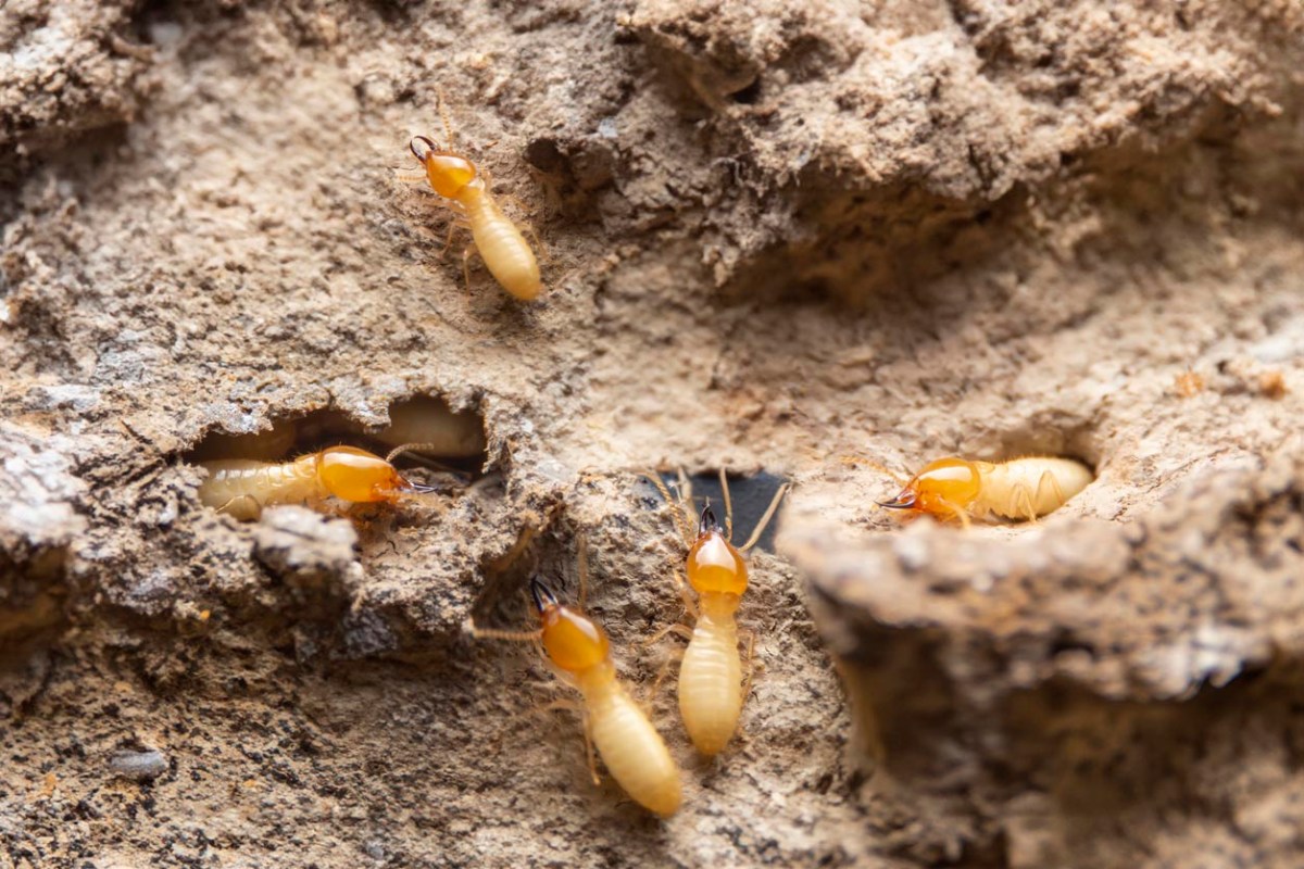 A close up of termites at work.