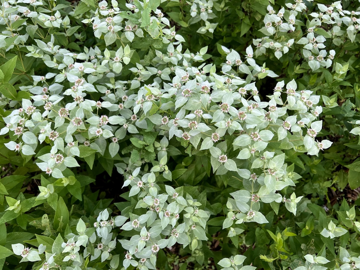 Mountain Mint (Pycnanthemum muticum)