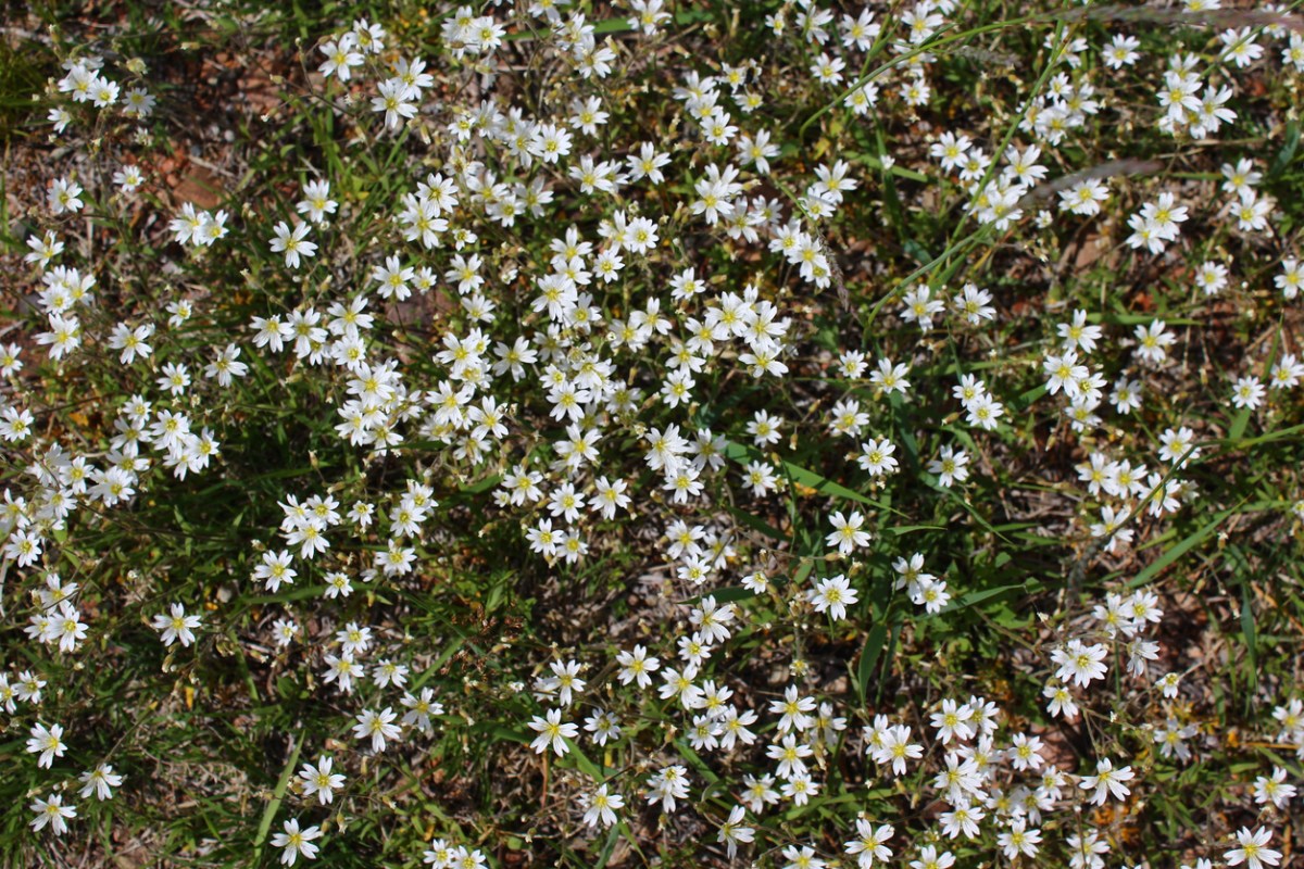 Mouse-Ear chickweed, or Cerastium fontanum, flowering in shady soil among blades of grass.