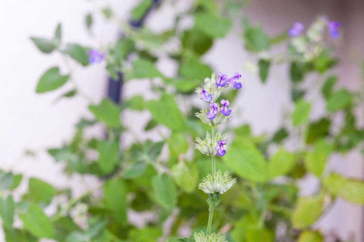 Small purple flowers budding on a potted catnip plant.
