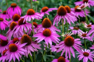 Purple Coneflower (Echinacea purpurea).