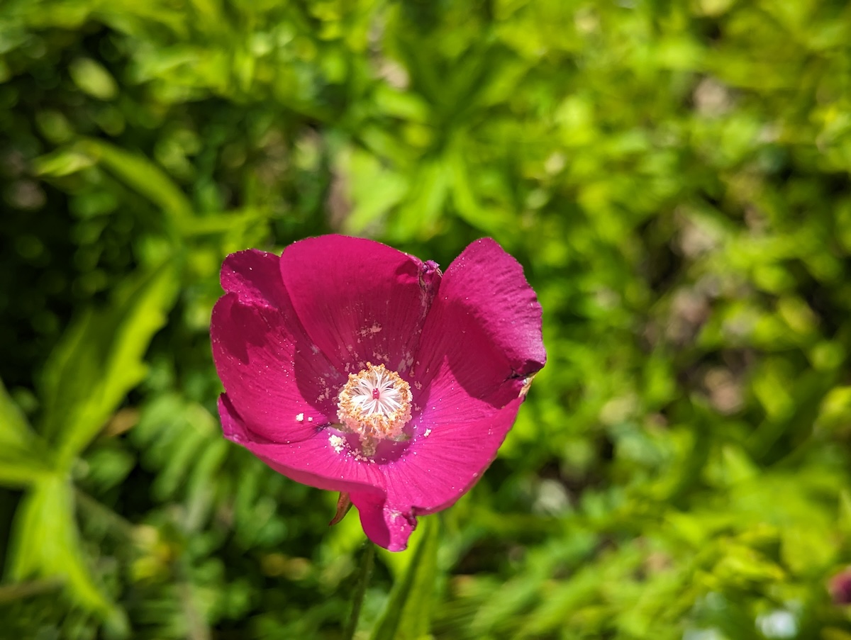 Purple Poppy Mallow (Callirhoe involucrata).