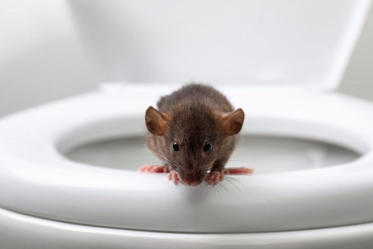 A rat sits on the edge of a toilet.