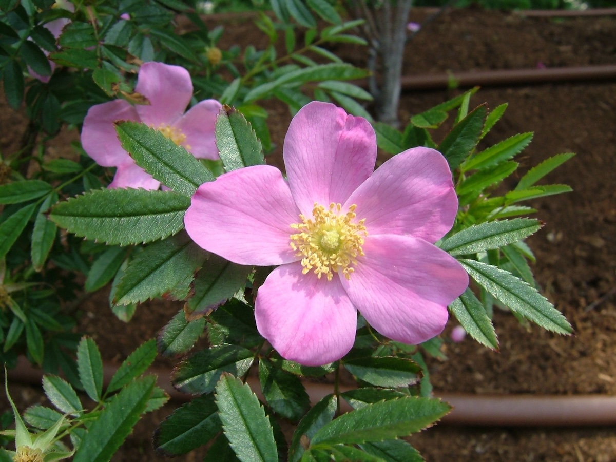 A pink Rosa nitida planted in a home landscape.