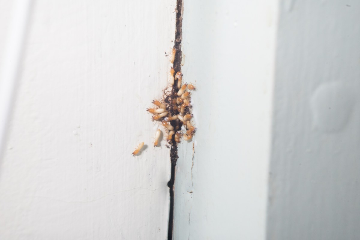Termites come out from a hole in wood.