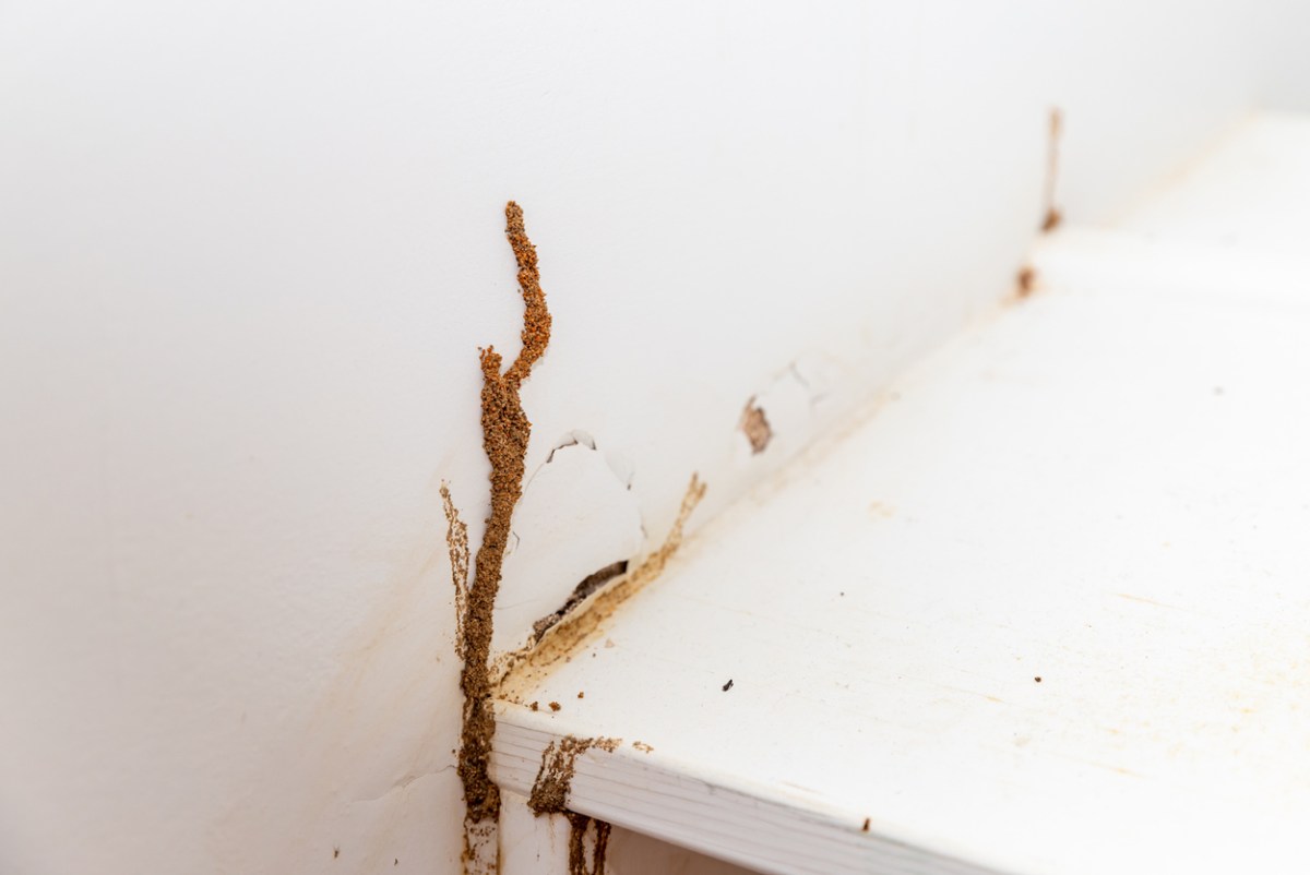 Wall of house showing termite damage.