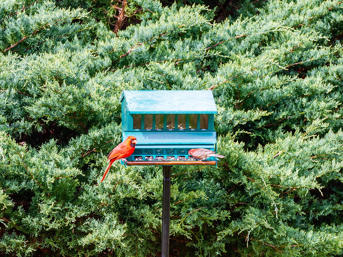 The Best Bird Feeders for Cardinals Options