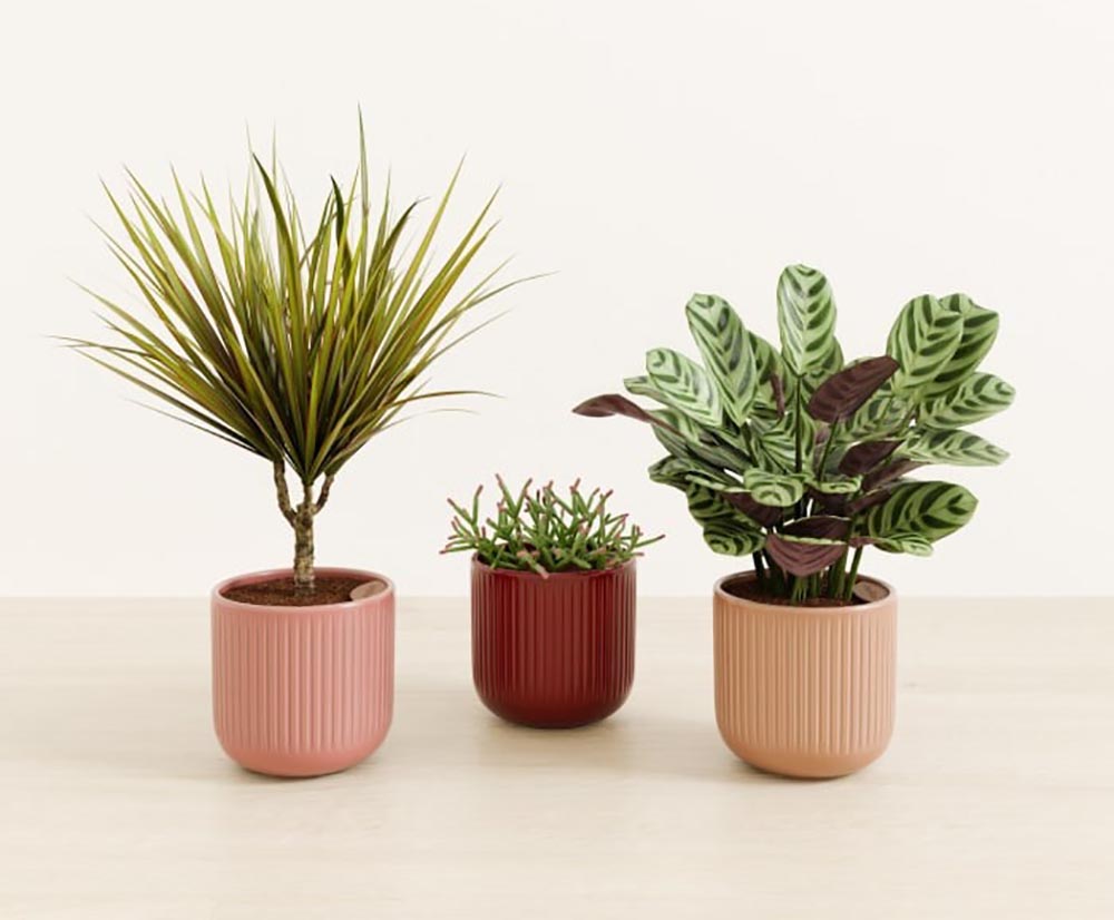 The Best Gift for a Plant Whisperer This Mother’s Day Easy Plant Mother's Gems