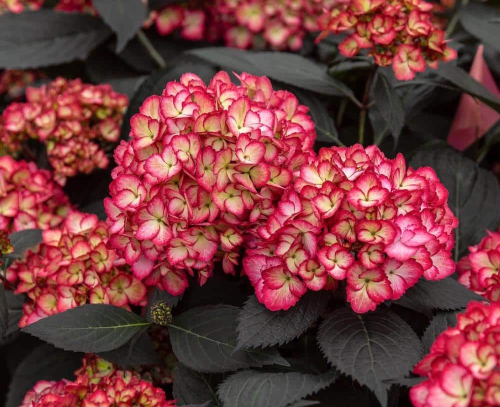 The Best Gift for a Plant Whisperer This Mother’s Day First Editions Eclipse Hydrangea
