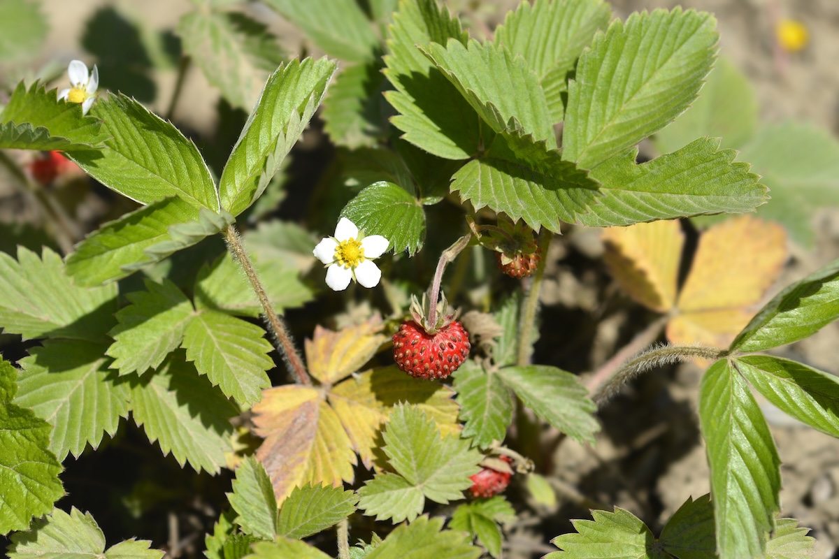 Wild Strawberry (Fragaria vesca)