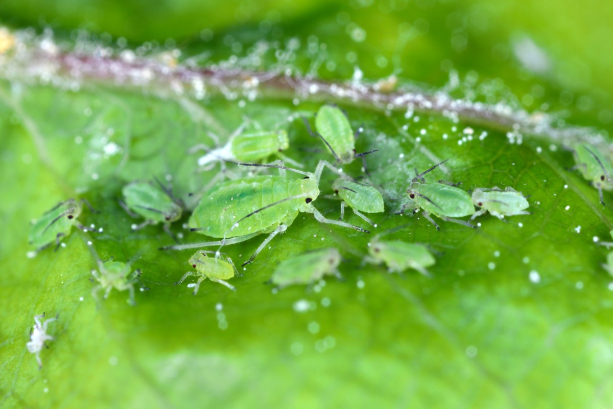 A group of apple-grass aphids—Rhopalosiphum oxyacanthae. (R. insertum)—on a leaf.