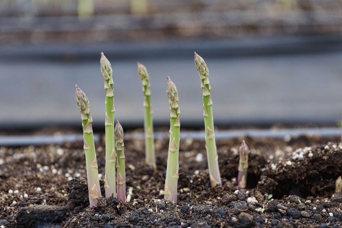 Asparagus sprouting in the dirt.