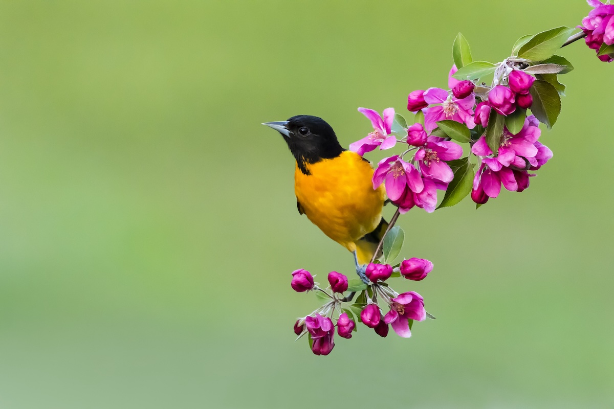 Baltimore Oriole perched on branch with blooming pink flowers.